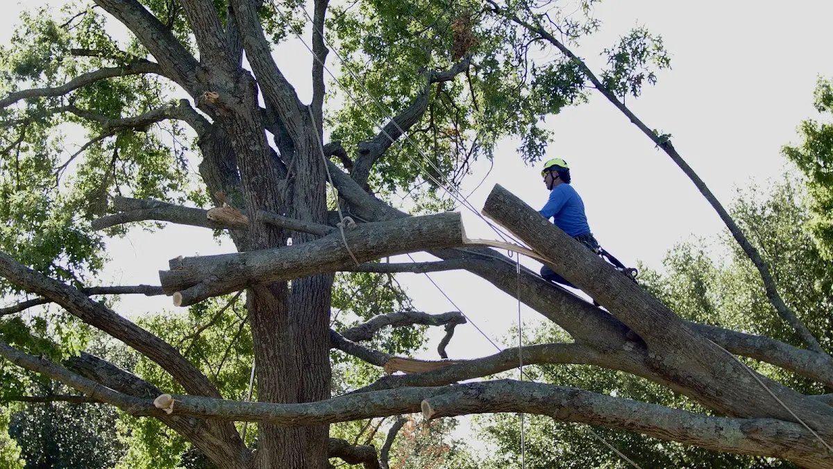 Professional Crown Thinning performed by certified arborists in Boyertown
