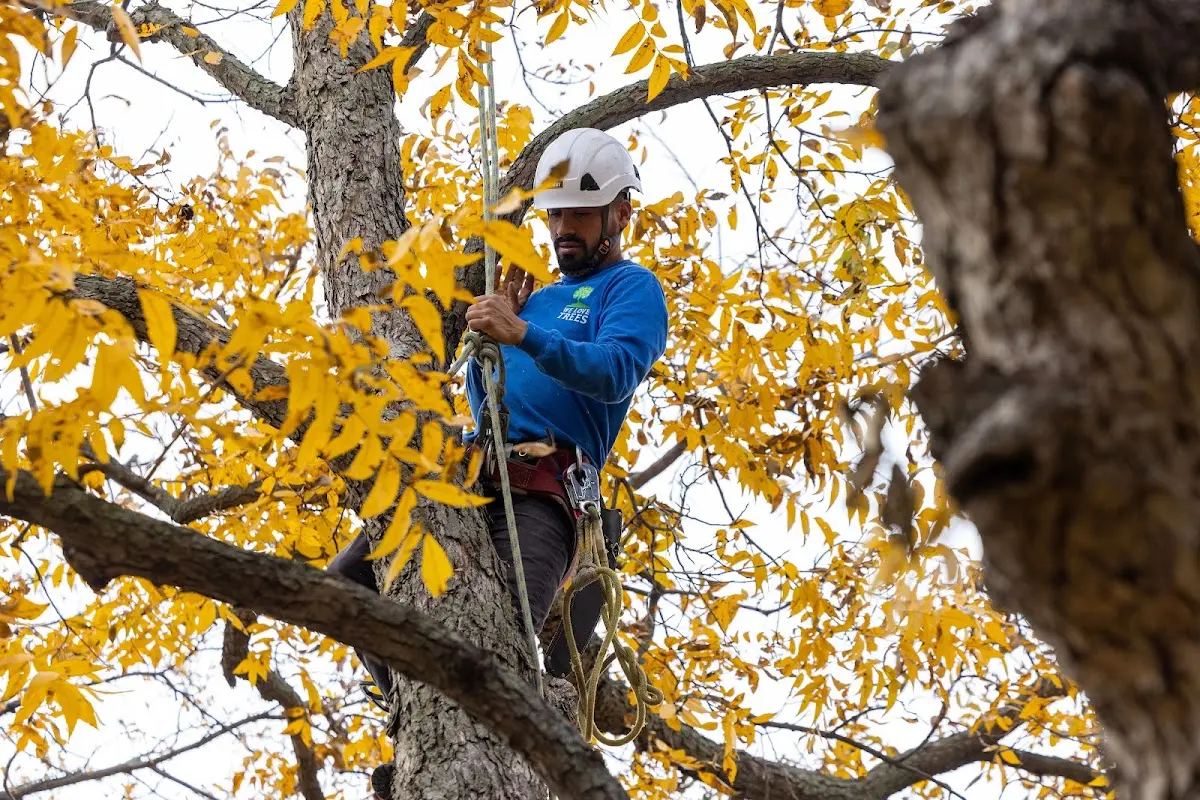 Skilled Tree Transplanting crew working in Boyertown